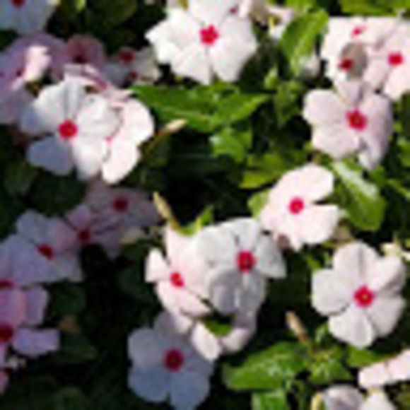 Meet your Posher, Natasha - Picture 1 of 1